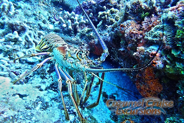 Snorkel Cozumel from a a beach snorkeling in cozumel mexico
