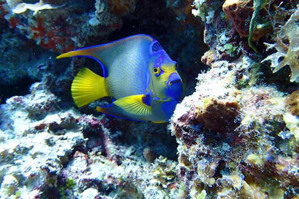 best cozumel cielo snorkeling tour in cozumel